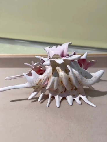 Ripple / Conch Hair Claw