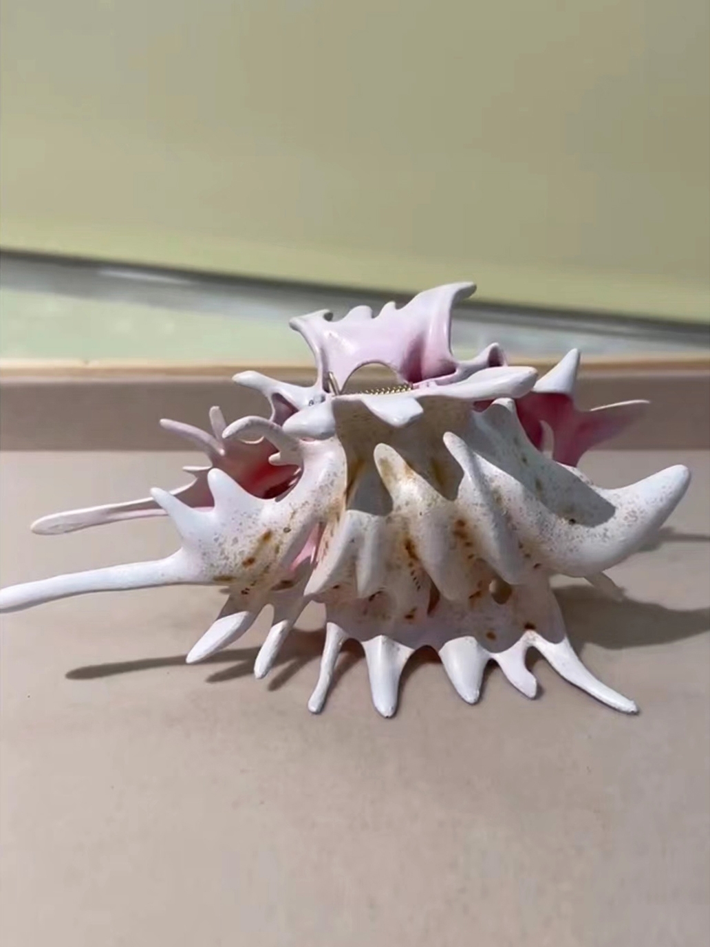 未使用 Tohum conch shell hair slide ヘアピン