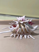 prestashop:1:1010:4529 | Ripple / Conch Hair Claw