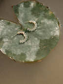 prestashop:1:4406:21328 | Gold Pearl-Inspired Square & Circle Earrings