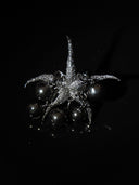 prestashop:1:4554:22039 | Black Seastar Ring