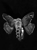 prestashop:1:5419:26254 | Butterfly Not Fish Ring