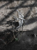 prestashop:1:5422:26224 | Startled Sparrow Ear Cuff