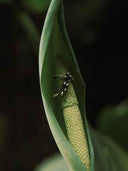 prestashop:1:5514:26962 | Seeping Form Shadow Sprout Earring