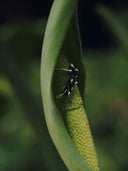 prestashop:1:5514:26964 | Seeping Form Shadow Sprout Earring