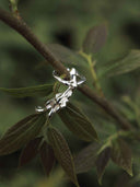 prestashop:1:5515:26966 | Seeping Form Pale Sprout Earring