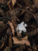 prestashop:1:5518:26937 | Petite Twilight Vein Ring